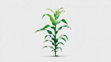 如何種植甘蔗:甘蔗種植基礎(chǔ)知識(shí)