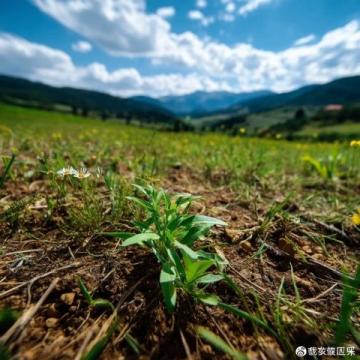 皖西南地區(qū)，一直以來都不吃各種蟲子，吃野菜也是近幾年才傳開的