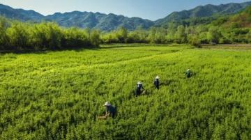 夏日云南之旅：花茶與美景的完美邂逅旅行指南