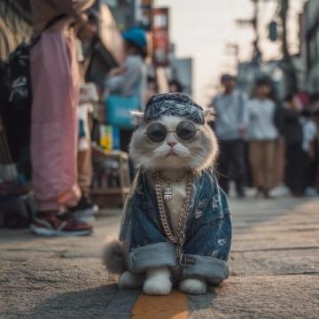 上海五一假期消費(fèi)者熱衷于買貓糧等寵物用品。