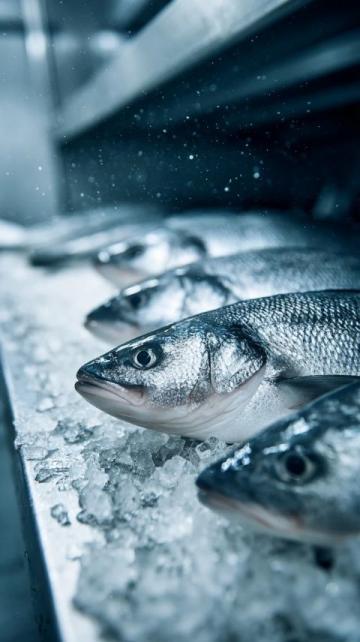 三點(diǎn)必知！養(yǎng)殖青魚的水深度、密度和水環(huán)境管理秘籍