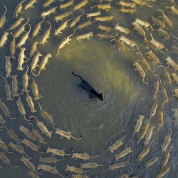 阜陽(yáng)河道刀魚(yú)泛濫村民狂撈背后是生態(tài)改善信號(hào)？