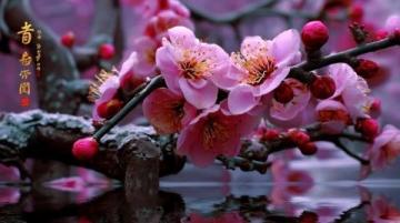 鞍山千山梨花節(jié)：非遺與美食盛宴，領(lǐng)略地域風(fēng)情