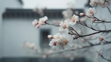 蘇州東沙湖公園：春風(fēng)中綻放的花季盛宴