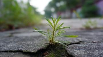 揭秘夏日熱土|潁州盛夏記：花鼓燈節(jié)、智能稻田與公益助學新篇章