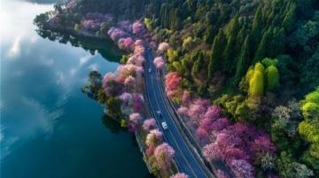 2025廣州踏春指南：十大美景邂逅浪漫花海