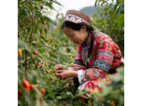四川農(nóng)業(yè)大學(xué)招生83個(gè)本科專業(yè)，你會(huì)報(bào)它嗎？