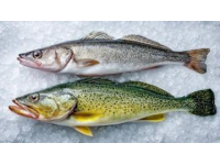 食用須知：這種河鮮魚籽含劇毒，煮熟也無法消除危險