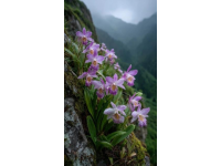呼倫貝爾扎蘭屯杜鵑節(jié)：春日賞花與美食之旅