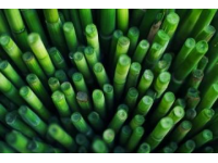 如何種植甘蔗：甘蔗種植基礎(chǔ)知識(shí)