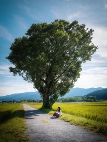 千年古樹苦櫧王見(jiàn)證桃源變遷