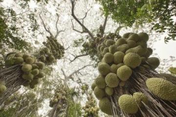 蘭州范家營村的巨型芹菜，高近一米猶如小樹般壯觀