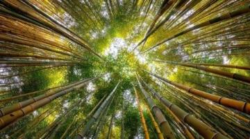 新疆秋季來臨，金黃白樺林等你探索，攝影愛好者的天堂