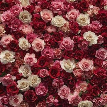 美倫堡薔薇花墻全攻略:避開(kāi)人群，觸手可及的五顏六色花朵