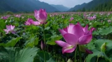 江蘇無(wú)錫九龍灣花星球:四季花開(kāi)的花卉休閑勝地