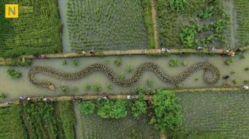 阜陽(yáng)河道刀魚(yú)泛濫村民狂撈背后是生態(tài)改善信號(hào)？