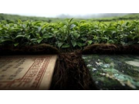 如何挑選好茶：六大茶類的區(qū)別與品鑒技巧