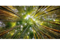 新疆秋季來臨，金黃白樺林等你探索，攝影愛好者的天堂