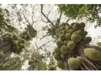 蘭州范家營村的巨型芹菜，高近一米猶如小樹般壯觀