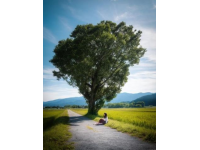 千年古樹苦櫧王見(jiàn)證桃源變遷