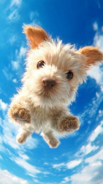 萌寵日記:云朵般柔軟的博美犬歡樂日常