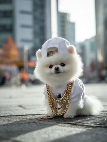 萌寵日記:云朵般柔軟的博美犬歡樂日常