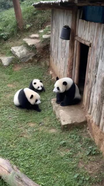 當(dāng)尚雯婕與姐妹們饒有趣味地展開關(guān)于大熊貓的討論時(shí)，只有何潔沒有搭話