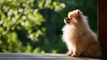 萌寵日記:云朵般柔軟的博美犬歡樂日常
