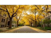 大理銀杏好風(fēng)光，這里風(fēng)景獨(dú)好！抓緊去看看吧！初冬時節(jié)，又是一年銀杏飄黃