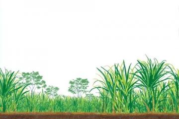 如何種植甘蔗:甘蔗種植基礎(chǔ)知識(shí)