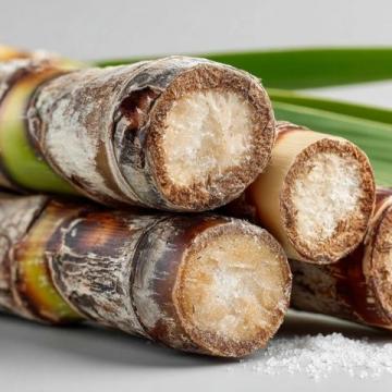 如何種植甘蔗：甘蔗種植基礎(chǔ)知識(shí)