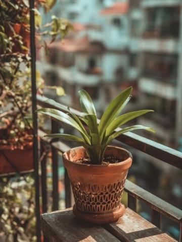 普遍綠植知識(shí)誤區(qū):你所不知道的植物養(yǎng)護(hù)真相