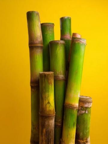 如何種植甘蔗:甘蔗種植基礎(chǔ)知識(shí)