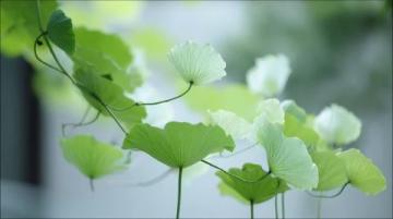 百科冷知識:蓮藕種植方法詳解