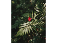 如何讓賞花經(jīng)濟(jì)花開日日紅？