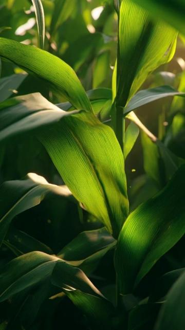 如何科學(xué)種植夏玉米以提高產(chǎn)量和質(zhì)量？
