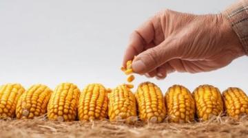 如何科學(xué)種植夏玉米以提高產(chǎn)量和質(zhì)量？