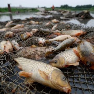 武陟釣友獨釣黃河邊，意外捕獲26斤大鯉魚創(chuàng)紀錄